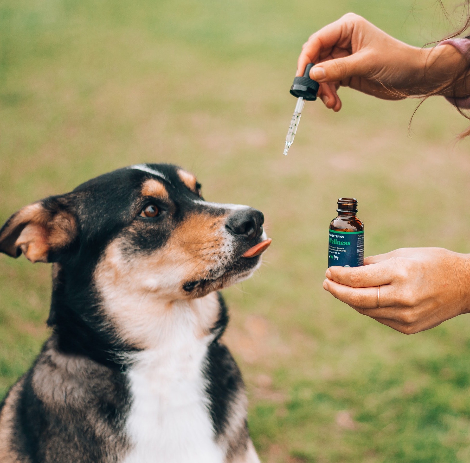 cbd dog treats for anxiety
